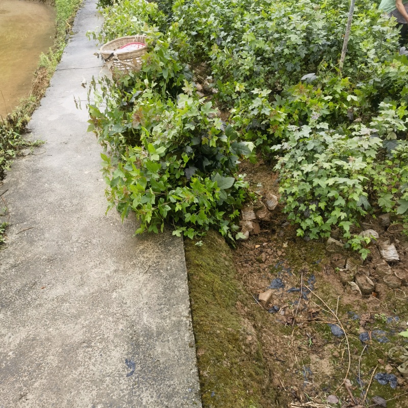 枫香袋苗基地直售