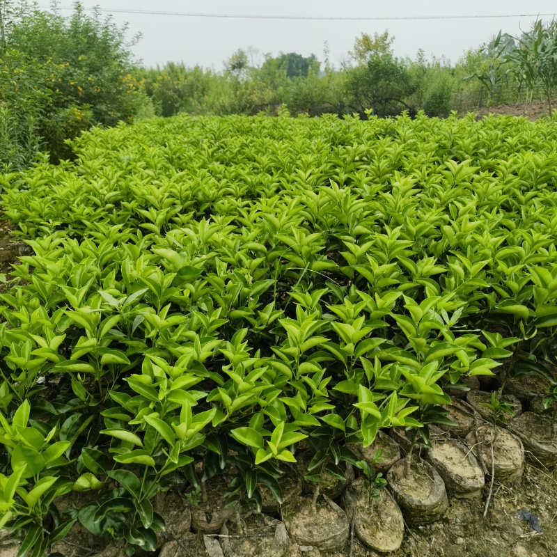 川药枳壳袋苗苗圃直售