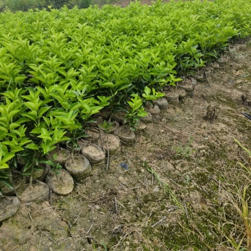 川药枳壳袋苗苗圃直售
