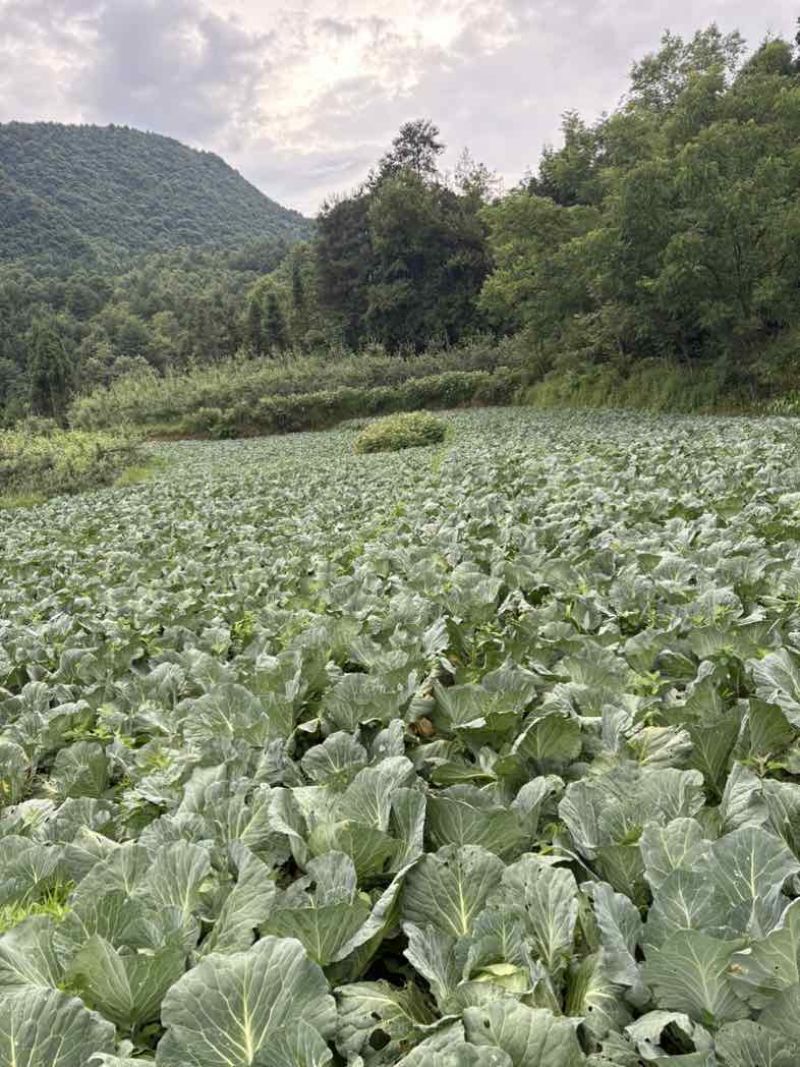 奥奇丽200吨精品菜