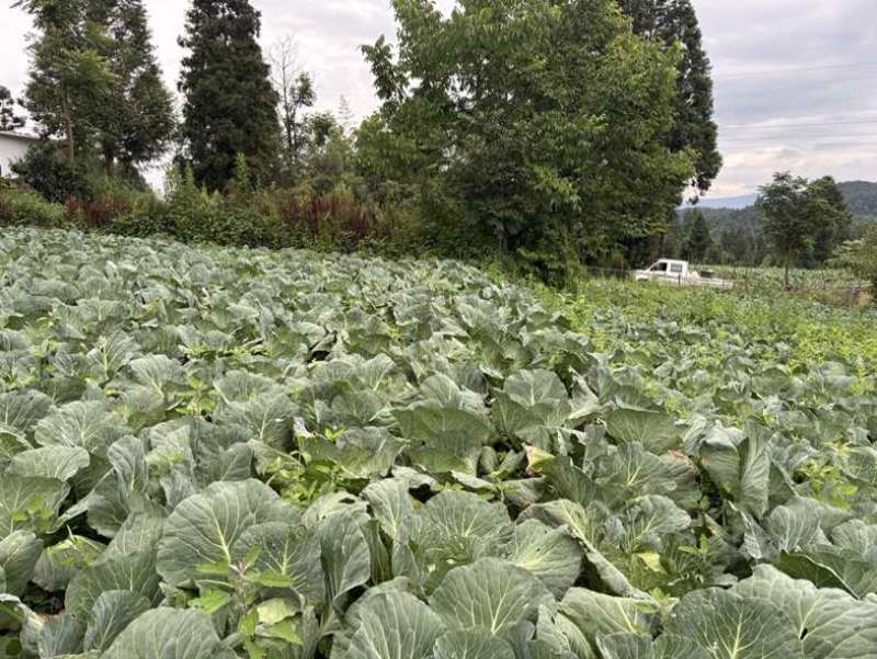 奥奇丽200吨精品菜