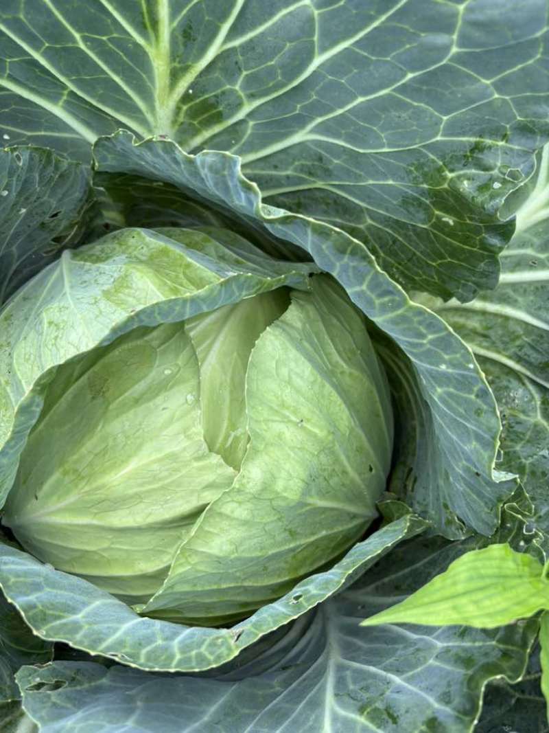 奥奇丽200吨精品菜