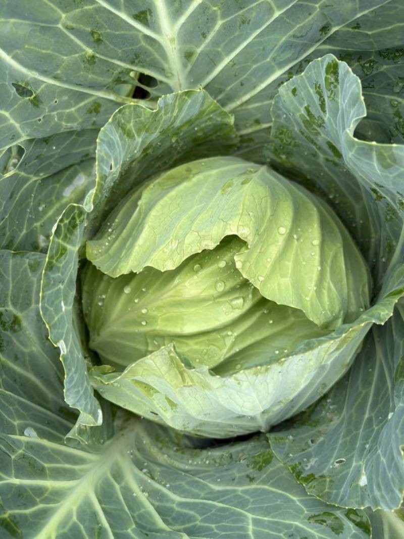 奥奇丽200吨精品菜