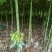 2-5公分香樟土球苗基地直售