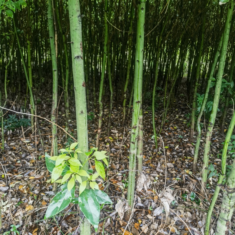 2-5公分香樟土球苗基地直售