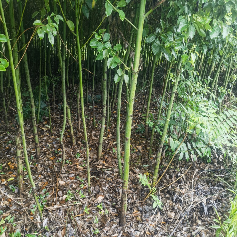 2-5公分香樟土球苗基地直售