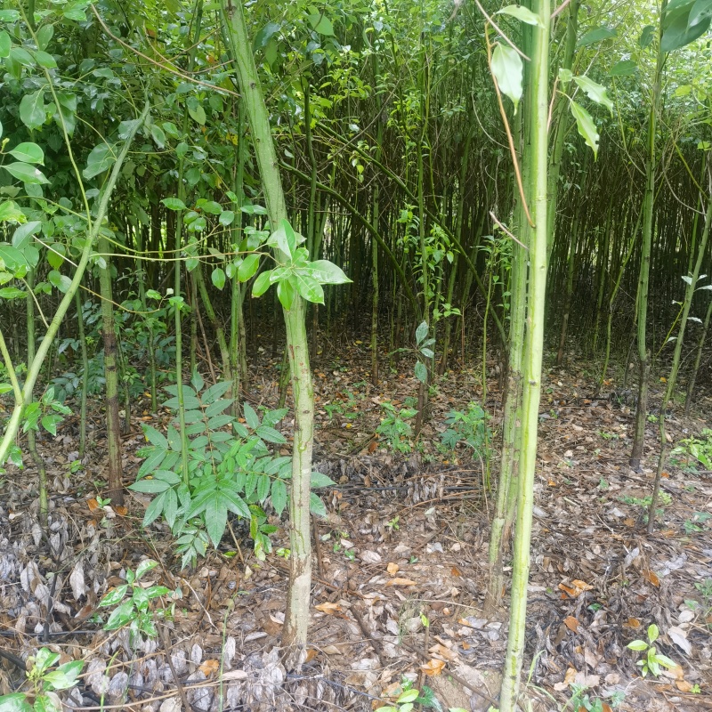 2-5公分香樟土球苗基地直售