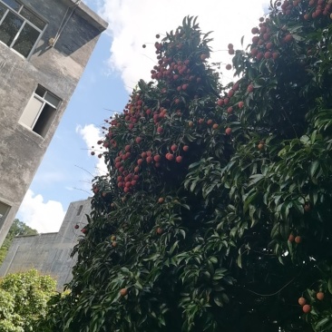黑叶荔枝