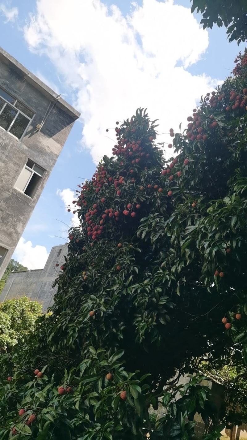 黑叶荔枝