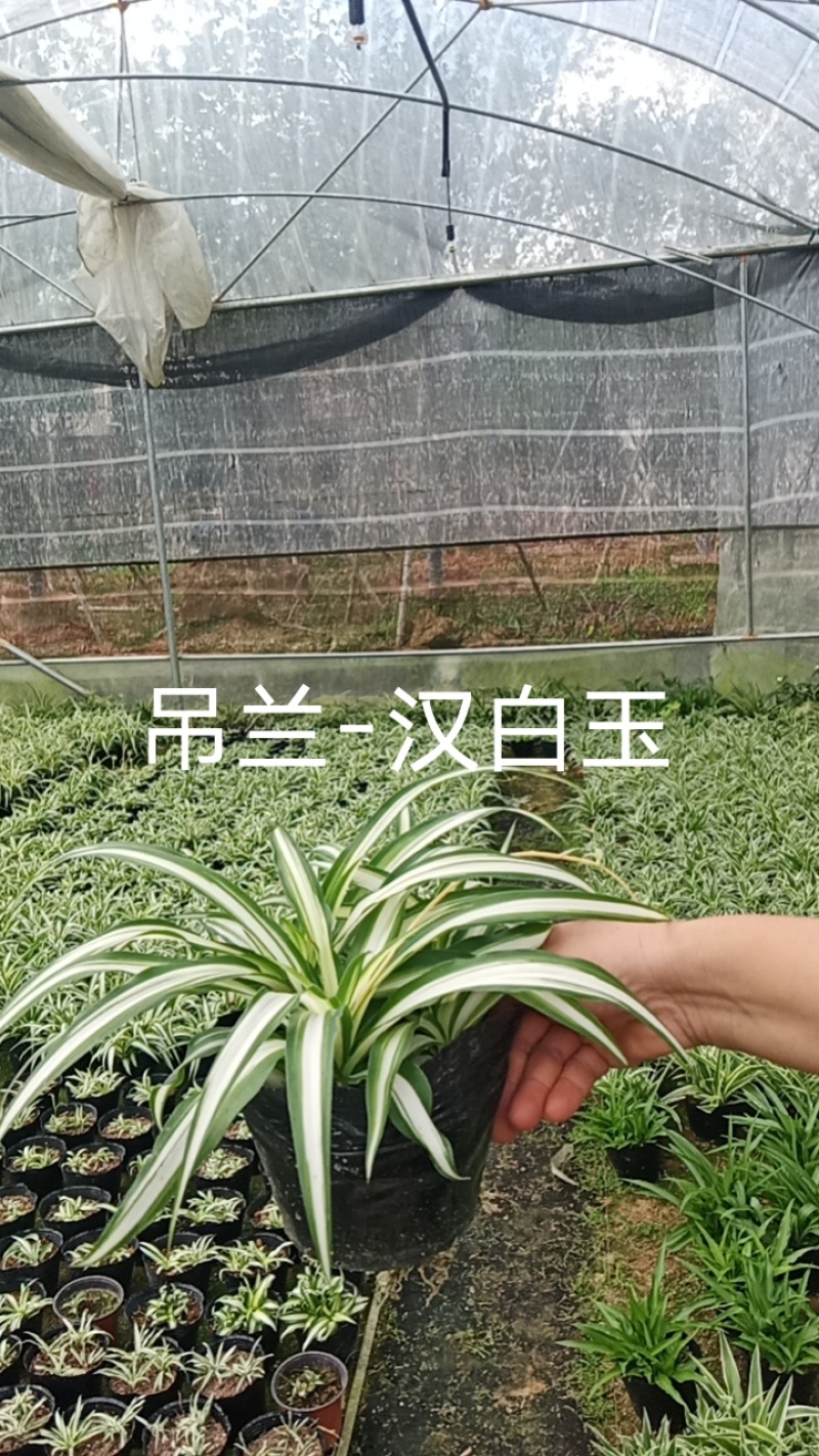 吊兰130杯