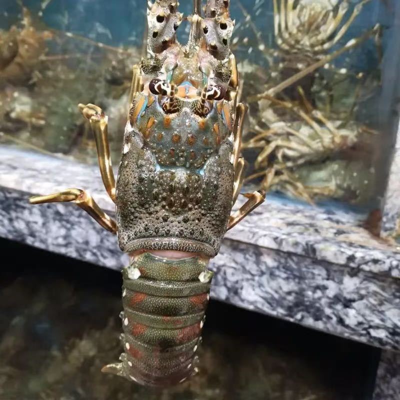 小青龙，大青龙规格齐全，大量现货基地直销
