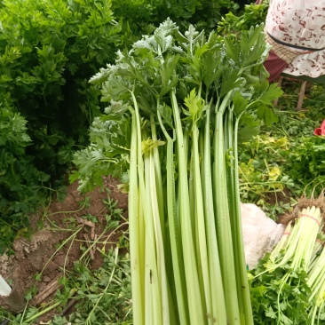 嫩绿甜脆毛山芹