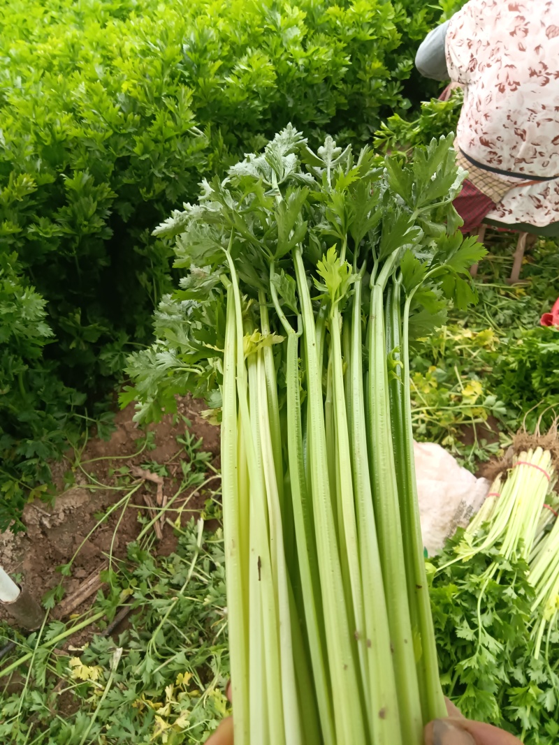 嫩绿甜脆毛山芹