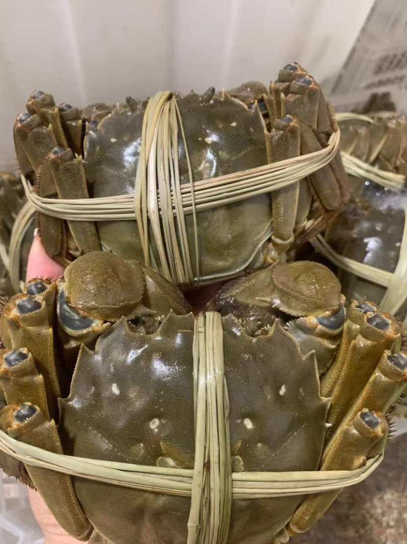 精品大闸蟹一手货源大量现货从优质量保证