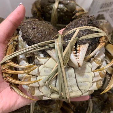 精品大闸蟹一手货源大量现货从优质量保证