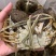 精品大闸蟹一手货源大量现货从优质量保证