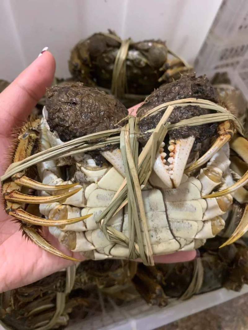 精品大闸蟹一手货源大量现货从优质量保证