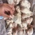 精品断骨琵琶腿，无淤血，水分低