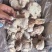 精品断骨琵琶腿，无淤血，水分低