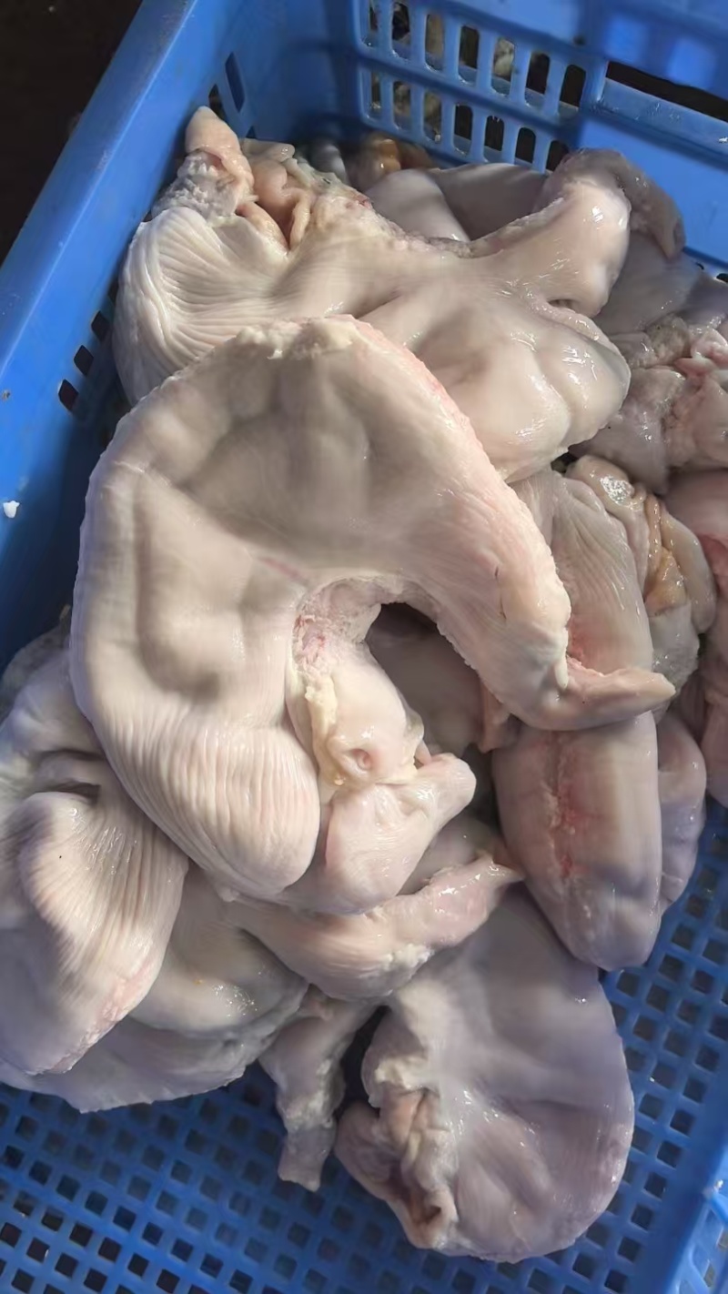 广东佛山新鲜猪肚对接全国市场商标，量大从优，欢迎采购！