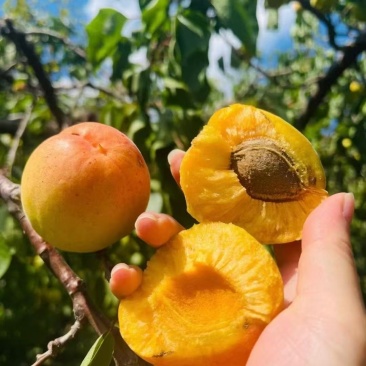 歇马杏