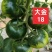日本风味高糖口感番茄大金18
