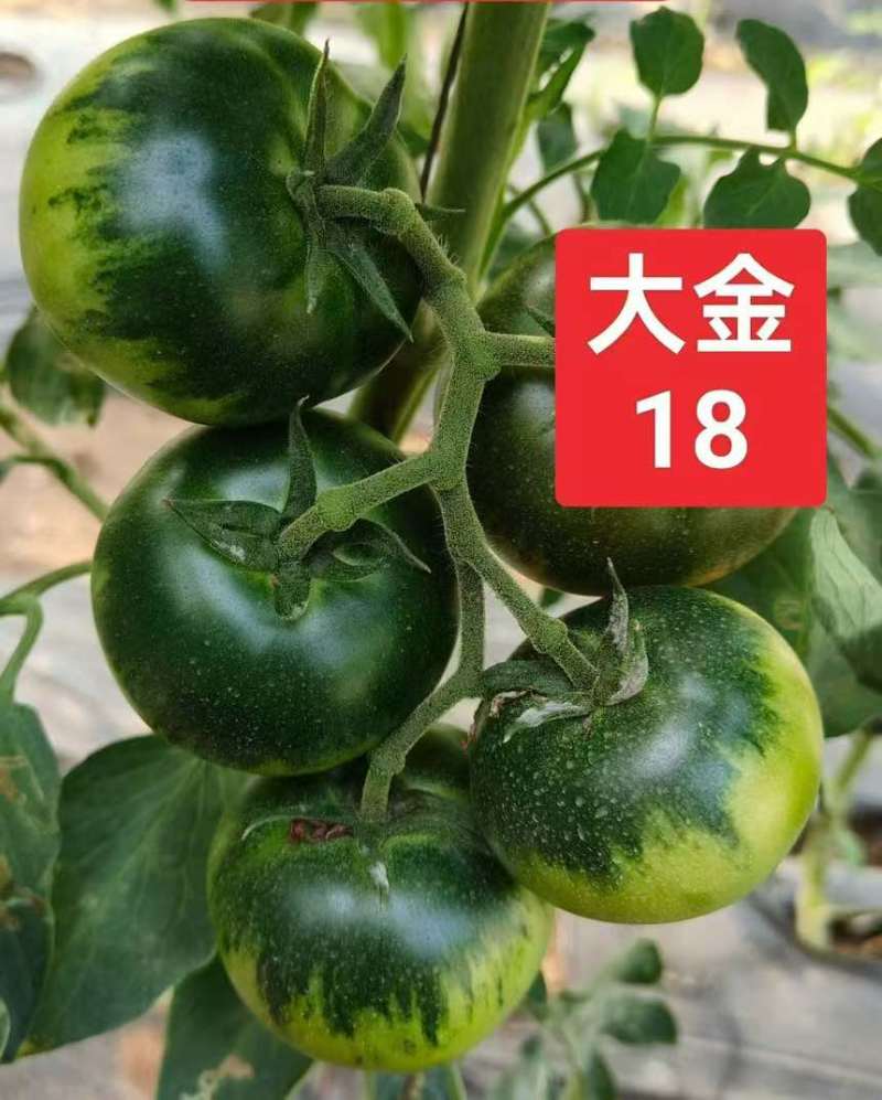 日本风味高糖口感番茄大金18