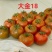 日本风味高糖口感番茄大金18