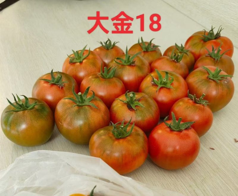 日本风味高糖口感番茄大金18