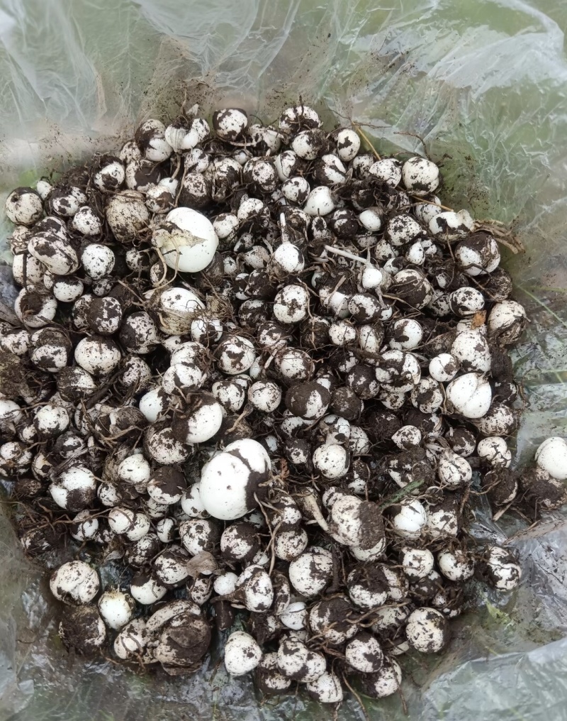 川贝母这个季节的