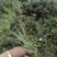 川贝母这个季节的