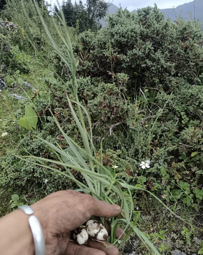 川贝母这个季节的
