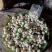 川贝母这个季节的