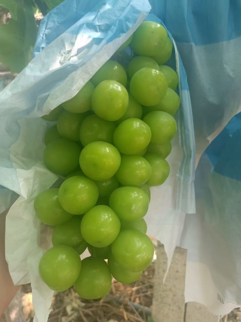 一股淡淡的玫瑰花香味葡萄