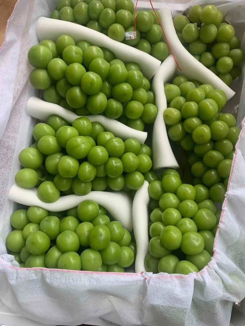 一股淡淡的玫瑰花香味葡萄