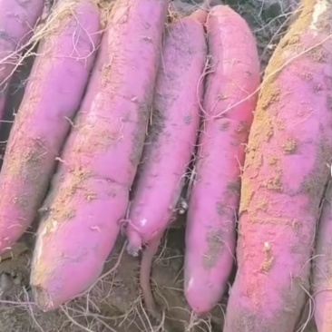 板栗红薯