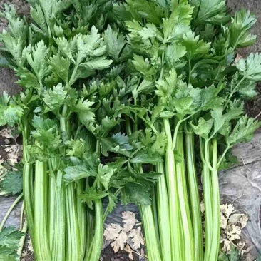 山东芹菜大芹菜