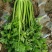 山东芹菜大芹菜