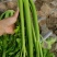 山东芹菜大芹菜