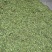 今年第一批新鲜上市大叶特靓鸡骨草