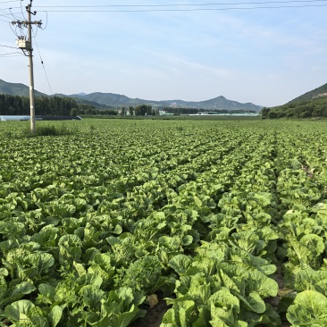 河北围场大白菜