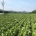 河北围场大白菜