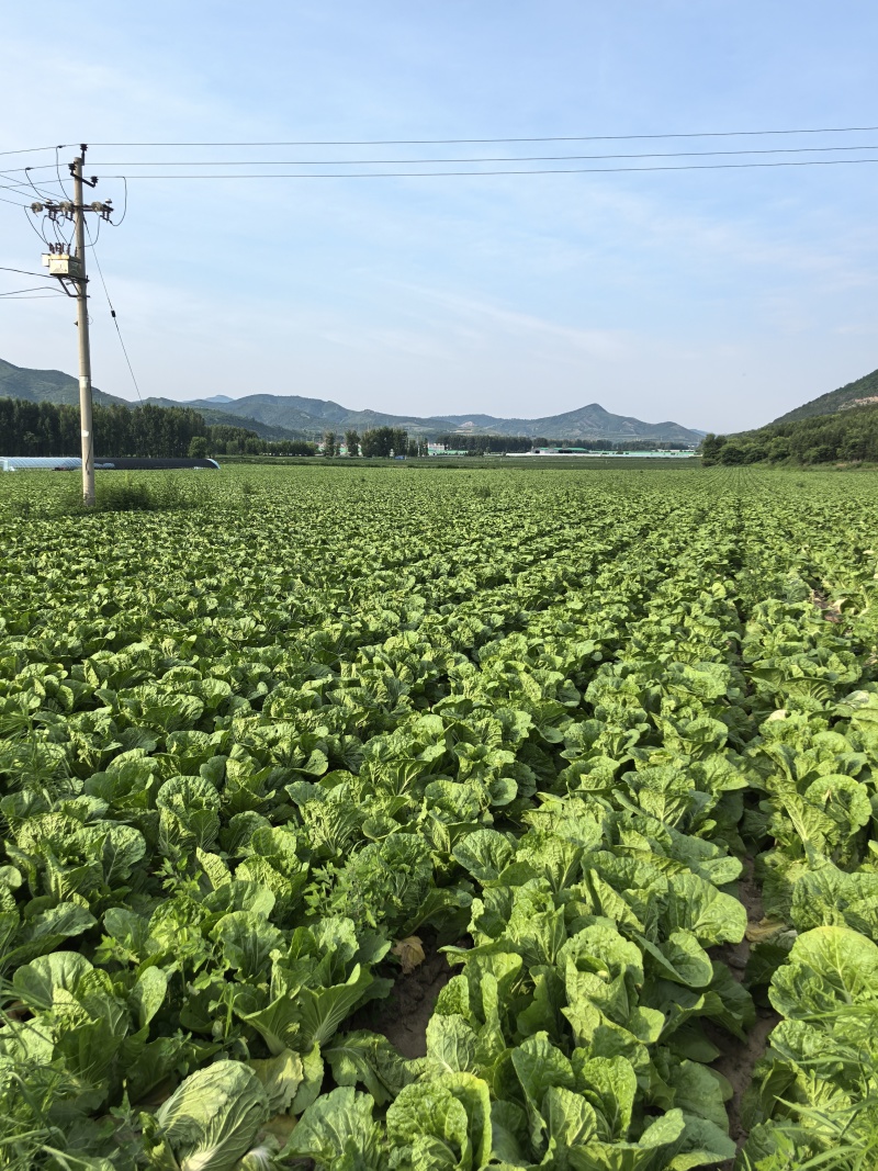 河北围场大白菜