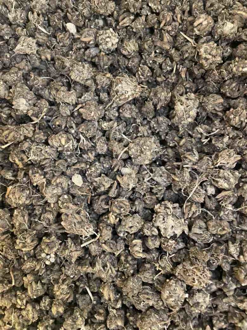 猫爪草产地直发黄皮黑皮各种尖爪统货