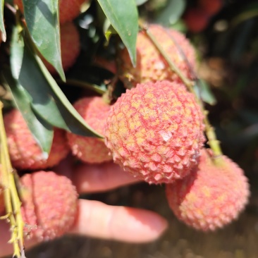 桂味荔枝