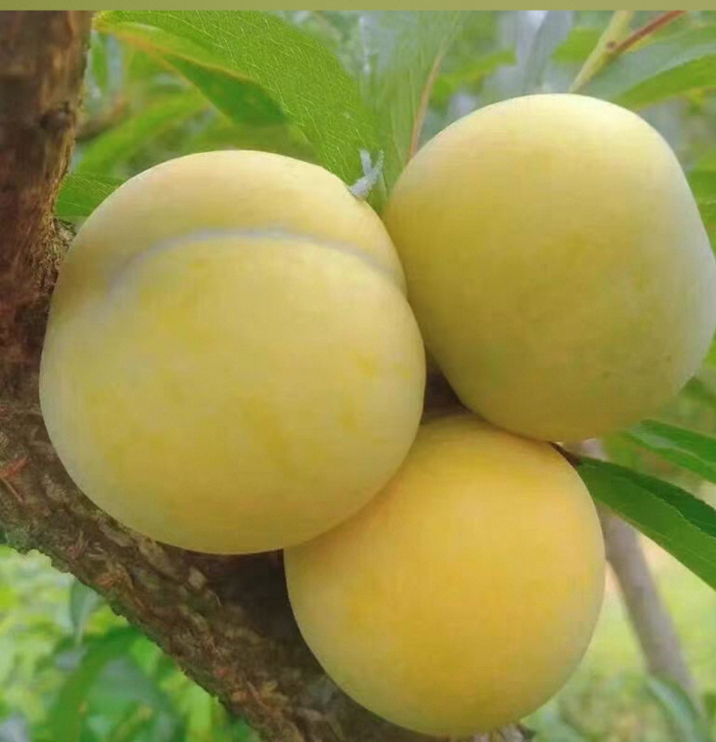 贵州蜂糖李