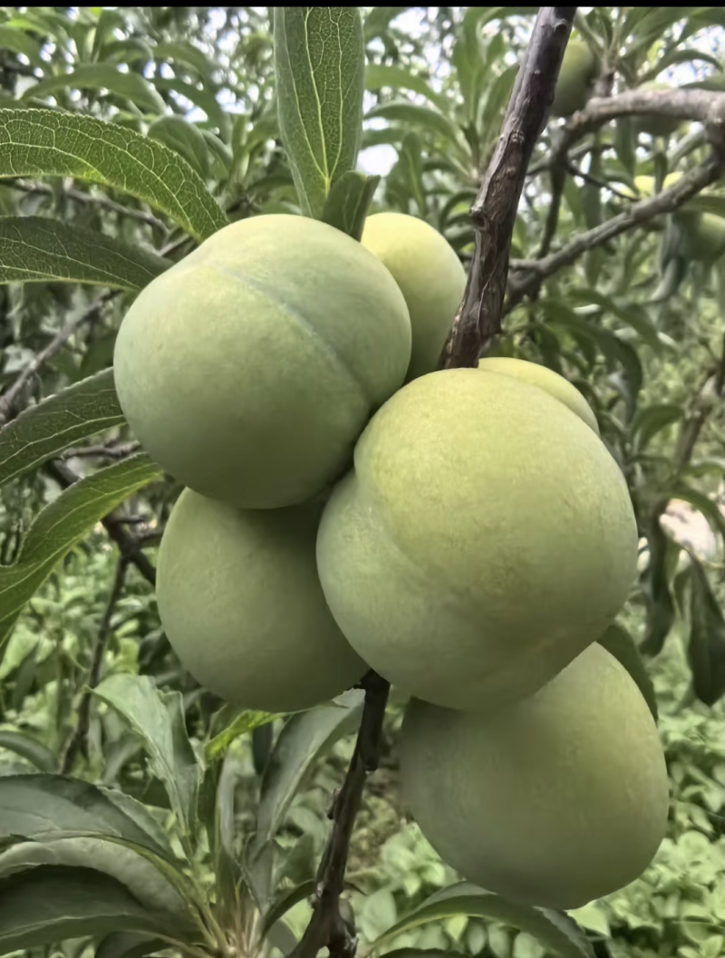贵州蜂糖李