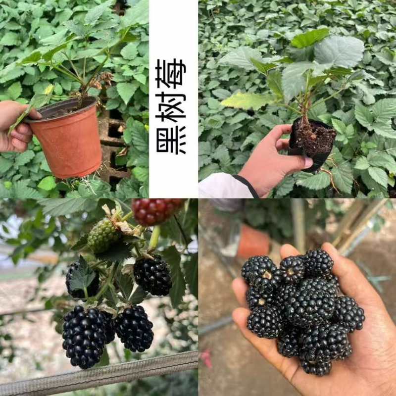 树莓小苗品种有一到五个品种都有