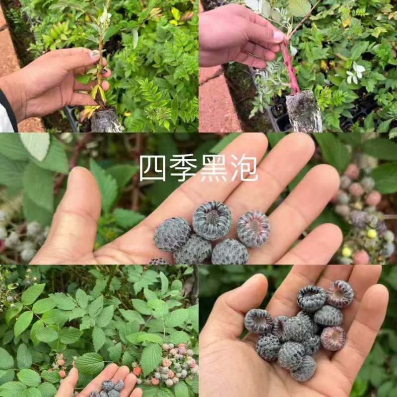 树莓小苗品种有一到五个品种都有