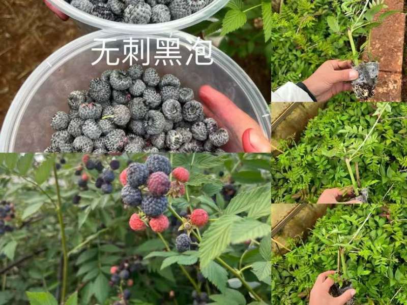 树莓小苗品种有一到五个品种都有